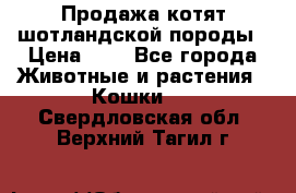 Продажа котят шотландской породы › Цена ­ - - Все города Животные и растения » Кошки   . Свердловская обл.,Верхний Тагил г.